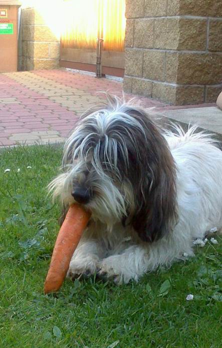 Vegetariánka - tady s mrkví